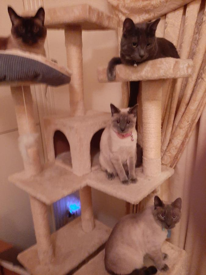 Catmosphere 2 Las Vegas Esterno foto